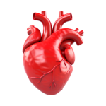 Cardiologist