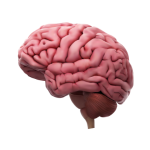 Neurologist